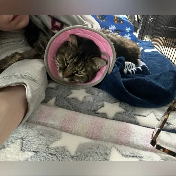 Women’s ‘Matador’ Tulle Dress in Melon by For Love & Lemons - Picture 13 of 16